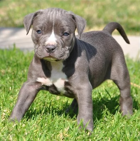 regalo bellissimi maschi e femmine pitbull cuccioli