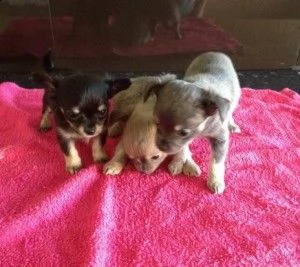 cuccioli di chihuahua ben addestrati