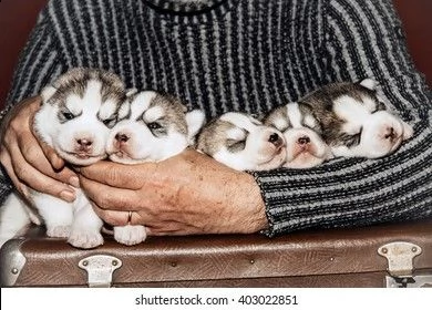 bellissimi cuccioli di husky per la tua regalo
