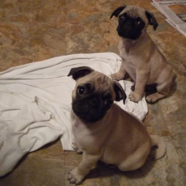 cuccioli di carlino | Foto 0