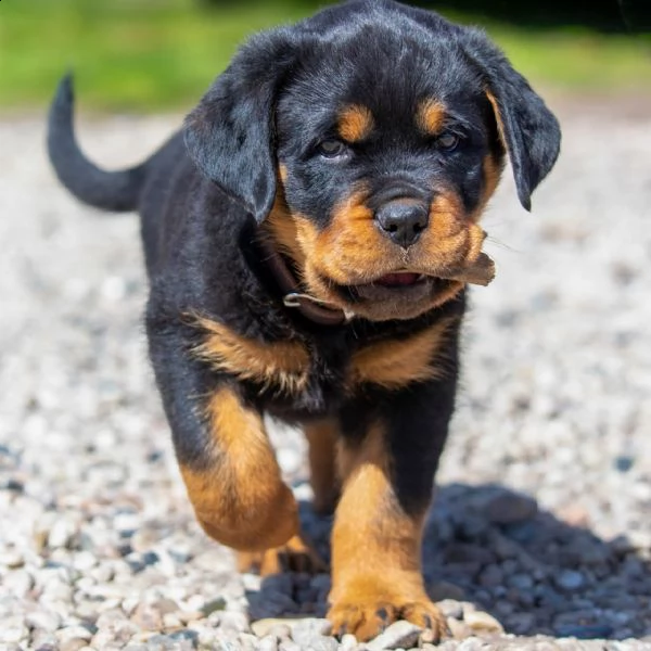 cagna rottweiler adrk