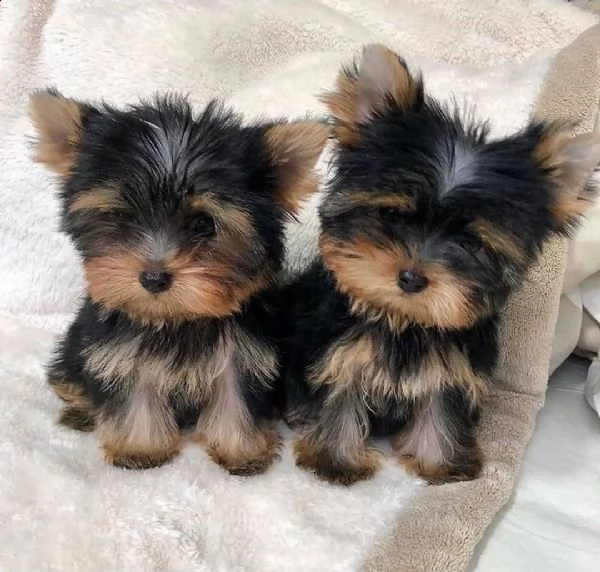 piccoli cuccioli maschi di yorkie (+393509706299)