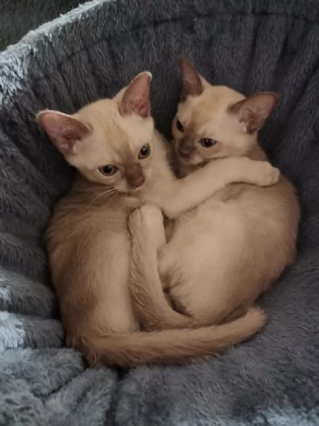 Cuccioli Burmesi Europei