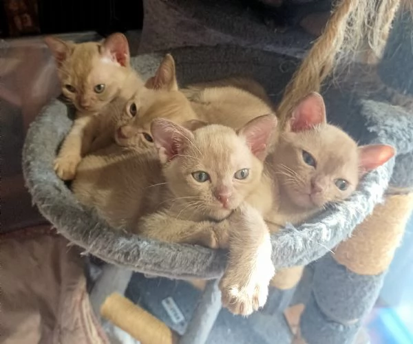 Cuccioli Burmesi Europei | Foto 2