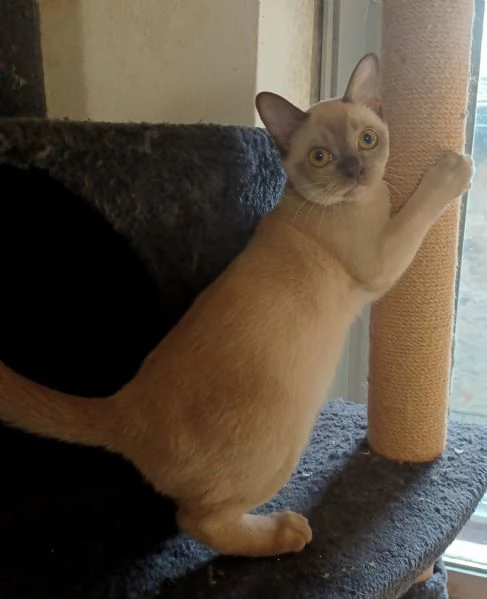 Cuccioli Burmesi Europei | Foto 3