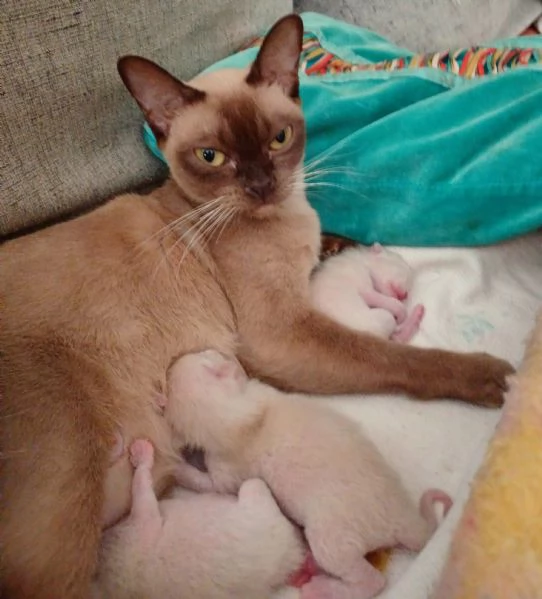Cuccioli Burmesi Europei | Foto 2