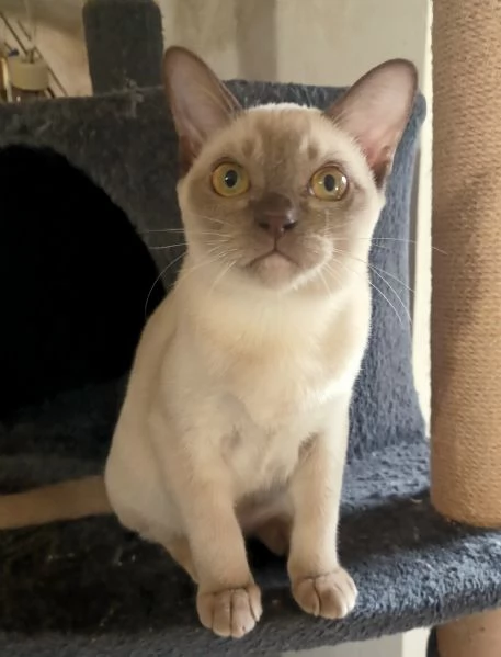 Cuccioli Burmesi Europei