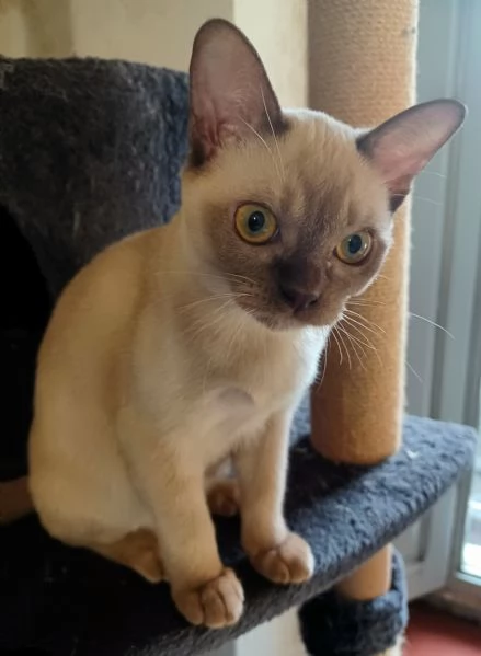 Cuccioli Burmesi Europei | Foto 1