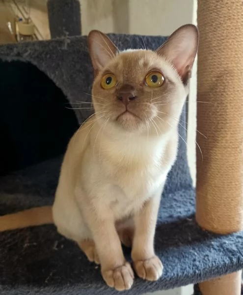 Cuccioli Burmesi Europei | Foto 0