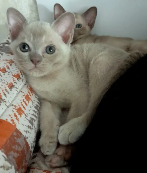 Cucciolo Burmese  Europeo color Lilla | Foto 2