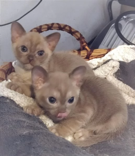 Gattini Burmesi Chocolate Brown 