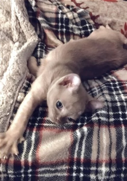 Gattini Burmesi Chocolate Brown  | Foto 2