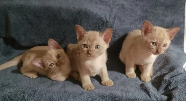 Gattini Burmesi Europei Chocolate Brown e Lilla