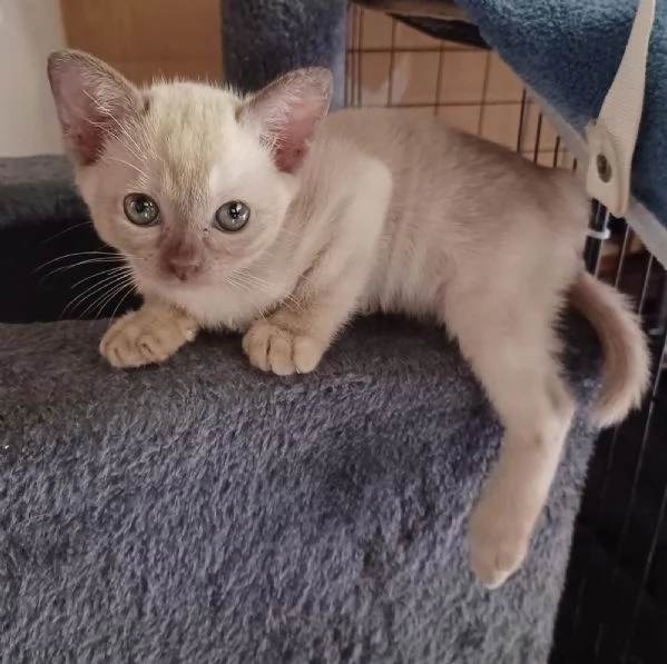 Gattini Burmesi Europei Chocolate Brown e Lilla | Foto 0