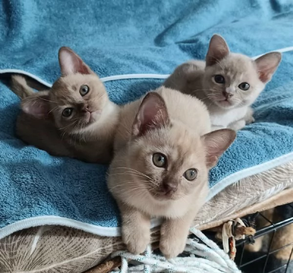 Cuccioli Burmesi Europei Chocolate Brown e Lilla