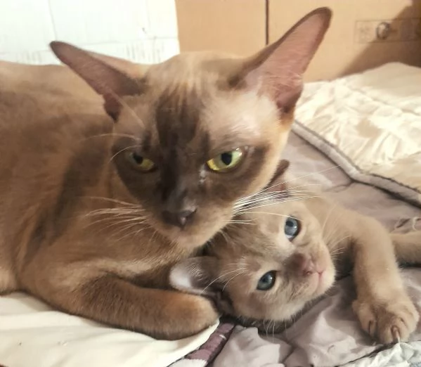 Cuccioli Burmesi Europei Chocolate Brown e Lilla | Foto 4