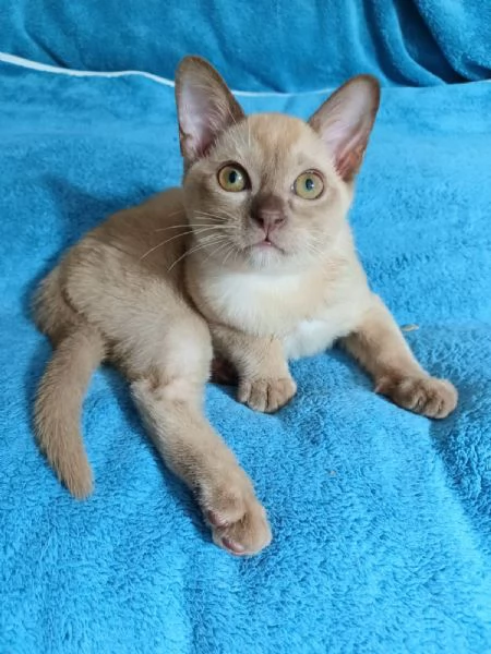 Cuccioli Burmesi Europei Chocolate Brown e Lilla | Foto 3
