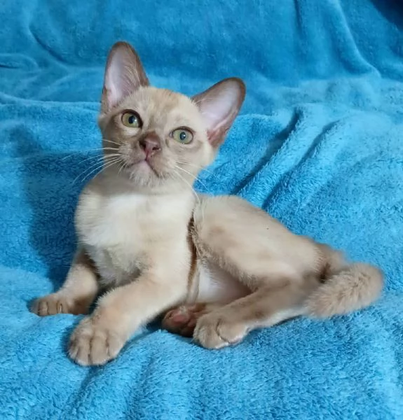 Cuccioli Burmesi Europei Chocolate Brown e Lilla | Foto 2