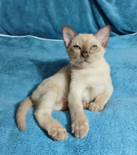Cuccioli Burmesi Europei Chocolate Brown e Lilla | Foto 0