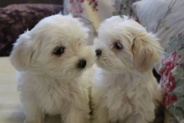 cuccioli maltesi maschio e femmina!!! | Foto 0