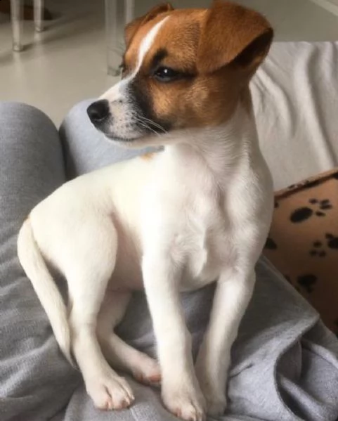  regalo cuccioli di razza pura jack russel tutti i documenti sono disponibili, di contattarci per ul