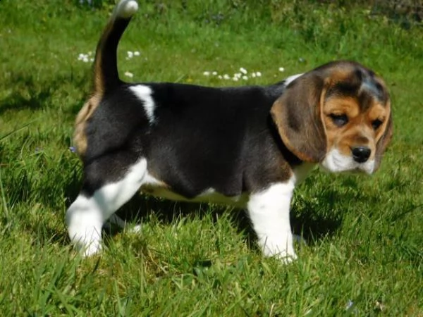 (3)cuccioli di beagle cioccolato con pedigree | Foto 3