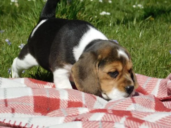 (3)cuccioli di beagle cioccolato con pedigree