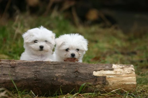 cucciolata di maltesi toy | Foto 5