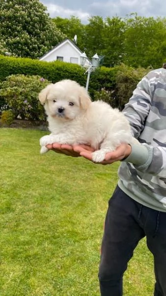 cucciolata di maltesi toy | Foto 4