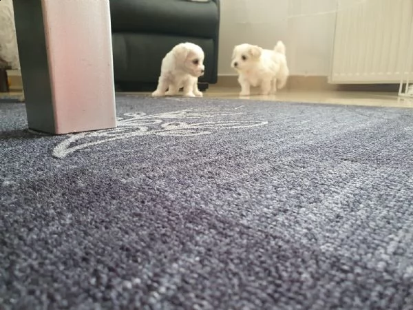 cucciolata di maltesi toy | Foto 2