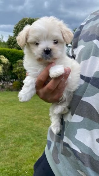 cucciolata di maltesi toy | Foto 1