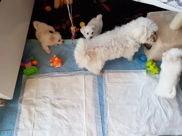 cucciolata di maltesi toy