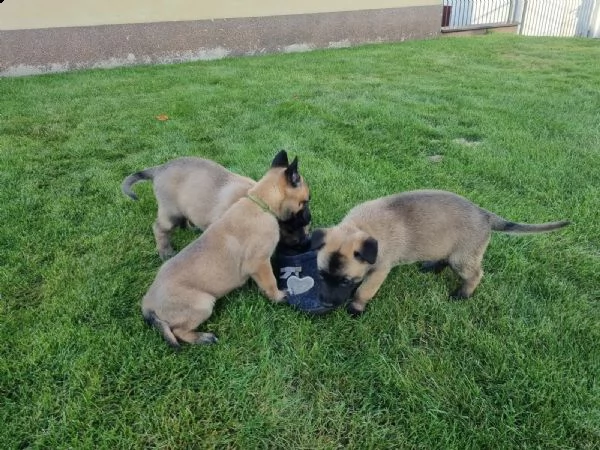 meravigliosi cuccioli  pastore malinois | Foto 2