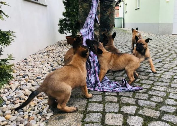 meravigliosi cuccioli  pastore malinois | Foto 0