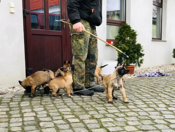 meravigliosi cuccioli  pastore malinois