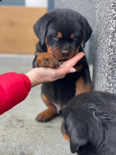 cuccioli rottweiler | Foto 5