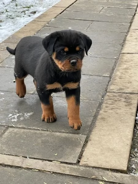 cuccioli rottweiler | Foto 4
