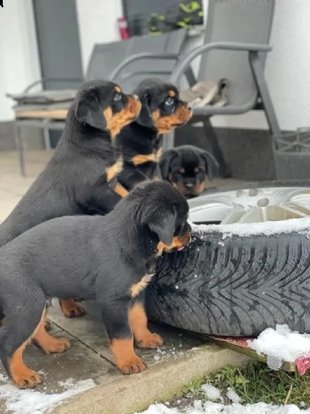 cuccioli rottweiler | Foto 3