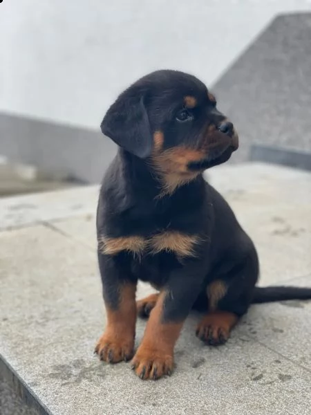 cuccioli rottweiler | Foto 2