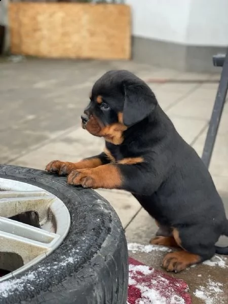 cuccioli rottweiler