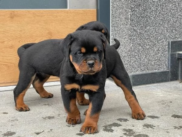 cuccioli rottweiler | Foto 1