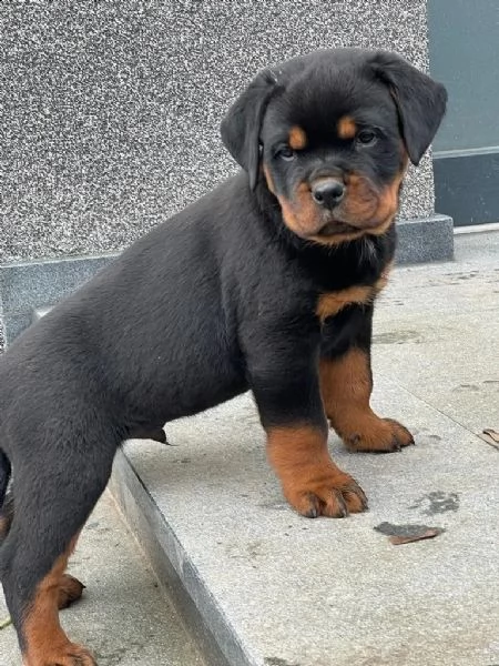 cuccioli rottweiler | Foto 0