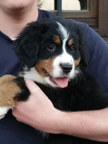 bovaro del bernese cuccioli disponibili | Foto 5