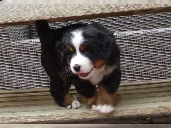 bovaro del bernese cuccioli disponibili | Foto 2