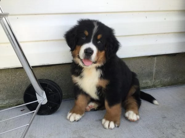 bovaro del bernese cuccioli disponibili