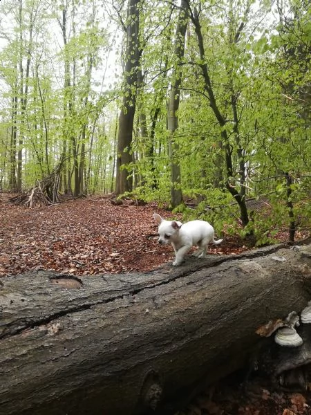 chihuahua meraviglioso cucciolo | Foto 5