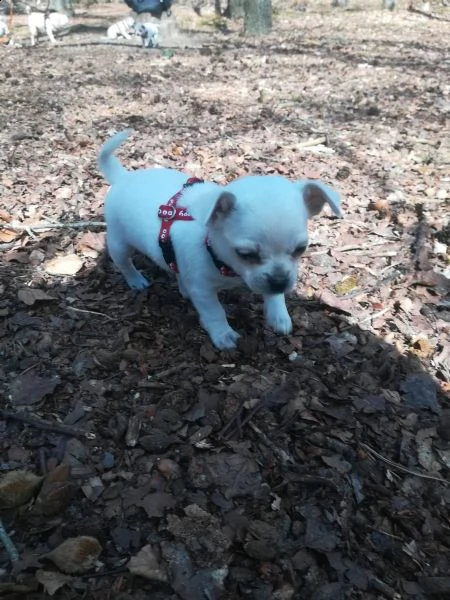 chihuahua meraviglioso cucciolo | Foto 3