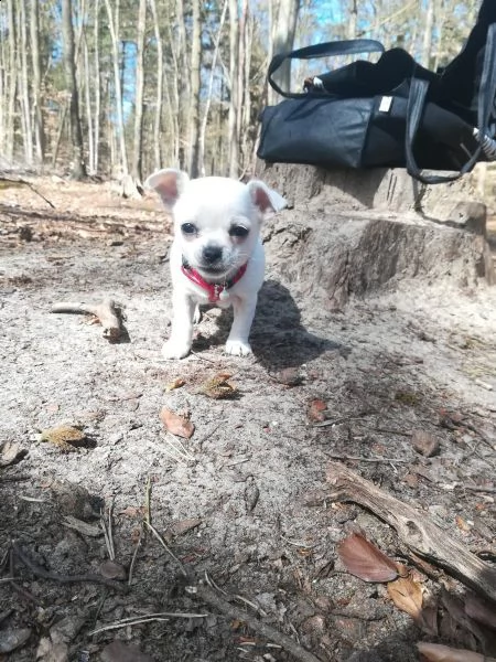 chihuahua meraviglioso cucciolo | Foto 2