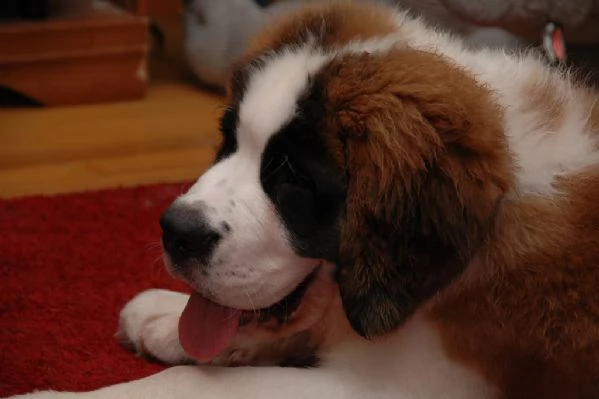 cucciolata di san bernardo | Foto 0