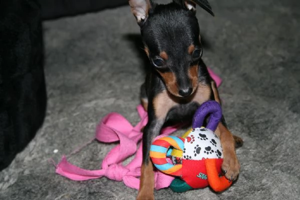 bellissimo cucciolo di pinscher 
